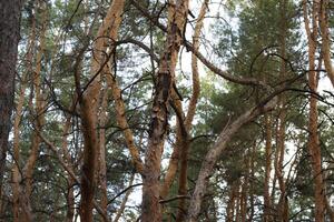 top of pine trees in the deep forest photo