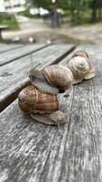 Live grape snails with shells on a wooden table photo