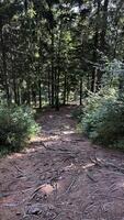 Hiking trail in the mountains of Poland goes through a pine forest. Eastern Sudetes Mountains photo