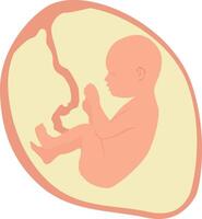 A baby in the womb is in the fetal position with its head up. vector