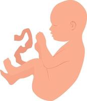 A baby in the state of an embryo with an umbilical cord. vector