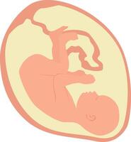 A baby in the womb is in the fetal position with its head down. vector