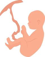 Baby in embryo position with umbilical cord . vector