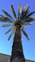 Palm tree, single tree, view from below photo