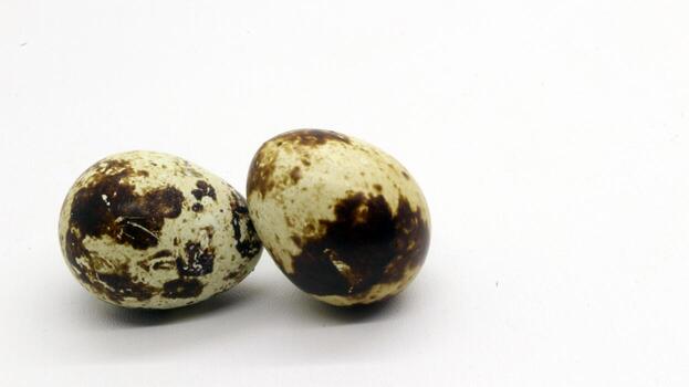 Quail eggs with nice patterns photo
