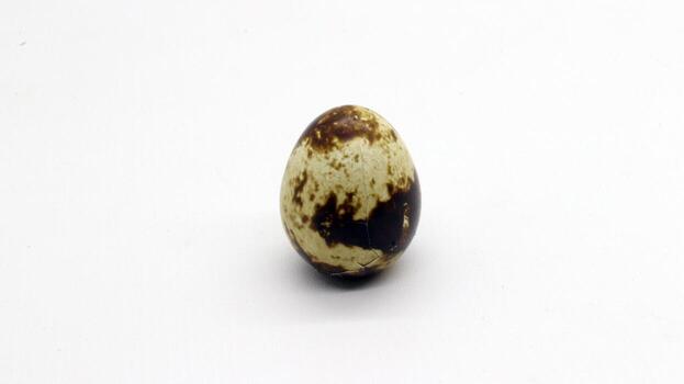 Quail eggs with nice patterns photo