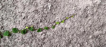 Close up view of vines on the wall photo