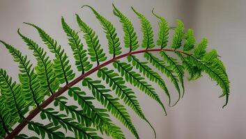 Feathery Texture of a Boston Fern in Sharp Focus photo