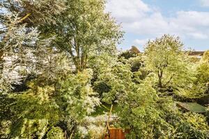 A view of a garden with trees and a fence photo