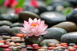 A pink lotus flower sits on top of rocks photo