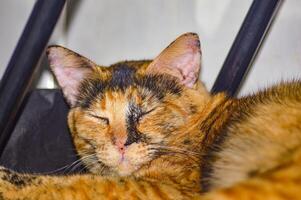 Close up of a Burmese cat with striking green eyes and a tortoiseshell coat, lounging indoors. The cat s captivating gaze and detailed fur pattern make this image perfect for pet lovers photo