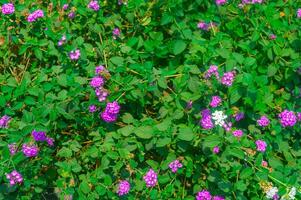 Vibrant purple and white flowers amidst lush green leaves, a natural background with rich flora photo