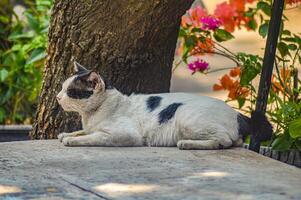 Relaxed black and white cat napping outdoors with eyes closed against a textured blue background, showcasing a peaceful and serene moment photo