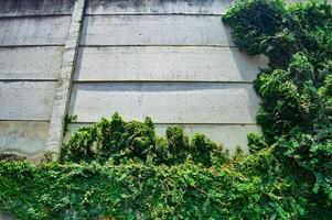 Green ivy overgrowing on a textured concrete wall, symbolizing nature s resilience in urban spaces photo