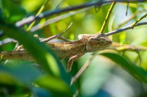 Close up of a brown lizard perched on a green branch with foliage in the background, highlighting the texture and details of its skin in a natural habitat photo