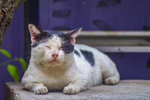 Relaxed black and white cat napping outdoors with eyes closed against a textured blue background, showcasing a peaceful and serene moment photo