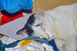 Black and white cat sleeping peacefully among colorful clothes. The serene and cozy setting highlights the cat s relaxed posture, making it a perfect image for themes of domestic life photo