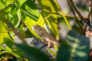 Close up of a brown lizard perched on a green branch with foliage in the background, highlighting the texture and details of its skin in a natural habitat photo