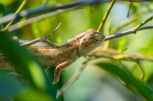 Close up of a brown lizard perched on a green branch with foliage in the background, highlighting the texture and details of its skin in a natural habitat photo