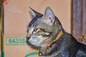 Close up of a tabby cat with striking orange eyes and a decorative collar, sitting against a blurred background. Ideal for pet-related content and animal lovers photo