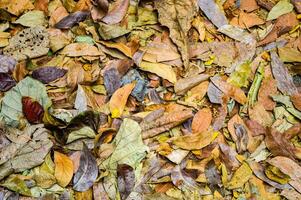 Close up of colorful autumn leaves on the forest floor, showcasing a variety of textures and hues, perfect for seasonal backgrounds and nature themes photo