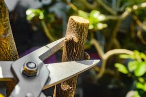 Close up of pruning shears cutting a thick branch in a sunny garden, highlighting the sharpness and precision of the tool photo