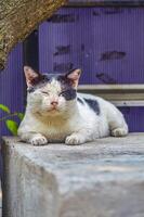 Relaxed black and white cat napping outdoors with eyes closed against a textured blue background, showcasing a peaceful and serene moment photo