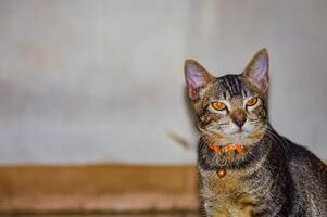 Close up of a cat with striking orange eyes and a collar with a bell, set against a blurred background. The cats alert expression and sharp focus make this image ideal for pet themed content photo