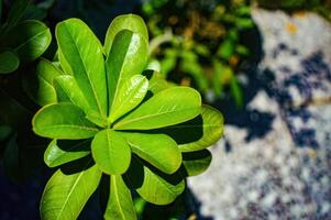 Close up of a vibrant green plant with broad leaves in sunlight, set against a blurred garden path background. This image captures the lush and fresh beauty of nature in a garden setting photo