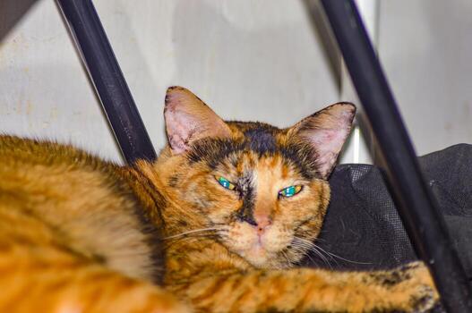 Close up of a Burmese cat with striking green eyes and a tortoiseshell coat, lounging indoors. The cat s captivating gaze and detailed fur pattern make this image perfect for pet lovers photo
