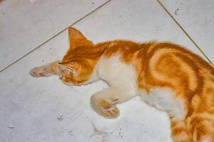 Sleeping orange and white cat on a tiled floor, enjoying a peaceful nap in a cozy home setting. Ideal for pet and animal content photo