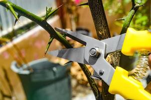 Close up of pruning shears trimming a thorny plant with precision, focused on gardening maintenance photo