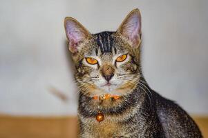 Close up of a cat with striking orange eyes and a collar with a bell, set against a blurred background. The cats alert expression and sharp focus make this image ideal for pet themed content photo