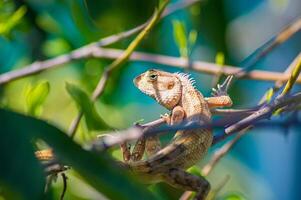 Close up of a brown lizard perched on a green branch with foliage in the background, highlighting the texture and details of its skin in a natural habitat photo
