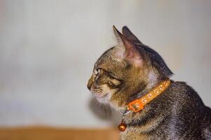 Profile of a tabby cat with an orange collar and bell, set against a blurred background. The detailed fur texture and the cats alert expression make this image ideal for pet-themed content photo