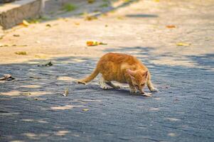 Wet orange cat licking pavement, showcasing urban wildlife and survival instincts in a city environment, highlighting the resilience of animals in urban settings photo