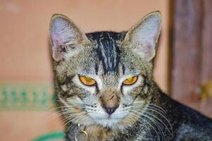 Close up of a striped cat with striking orange eyes, looking directly at the camera. Perfect for pet related content and animal lovers photo