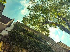 Low angle view of a building facade covered with creeping plants under a clear sky, showcasing urban greenery and architectural beauty photo