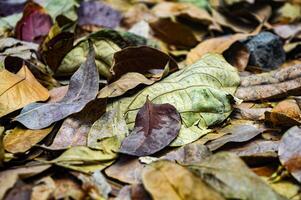 Close up of colorful autumn leaves on the forest floor, showcasing a variety of textures and hues, perfect for seasonal backgrounds and nature themes photo