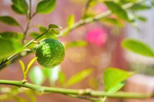 Close up of a green, unripe orange hanging from a branch with vibrant leaves, set against a softly blurred background. This image captures the freshness and natural beauty of citrus fruits in a garden photo