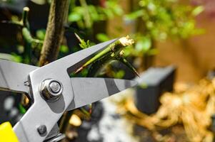 Close up of pruning shears trimming a thorny plant with precision, focused on gardening maintenance photo