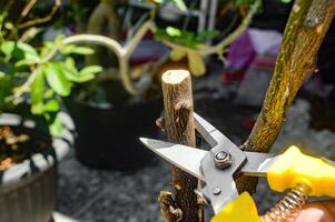 Close up of pruning shears cutting a thick branch in a sunny garden, highlighting the sharpness and precision of the tool photo