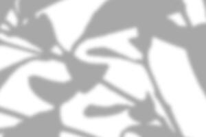 Gray leaf shadow and light blur abstract background on white wall, shadow overlay effect photo