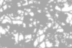 Gray leaf shadow and light blur abstract background on white wall, shadow overlay effect photo