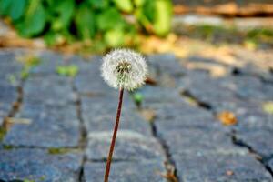 Small persistent ripe dandelion head with seeds on old stone pavement photo