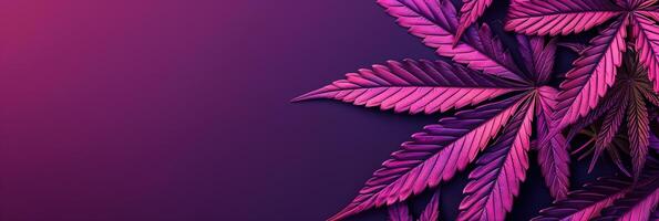 Cannabis leaf, Marijuana leaves isolated on colored back photo