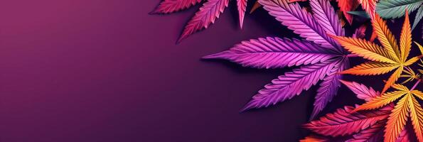 Cannabis leaf, Marijuana leaves isolated on colored back photo