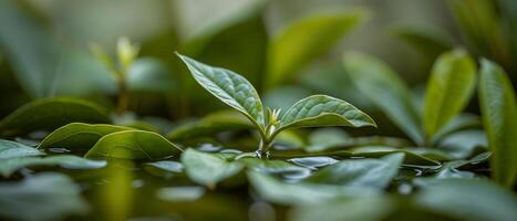 Delicate Green Leaves Float Serenely on Calm Water Surface in Lush Pond Ecosystem photo