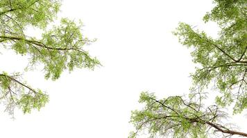Greenery branches frame on white background photo