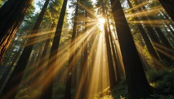 Sunlight Filtering Through Forest Trees in a Serene Natural Setting photo